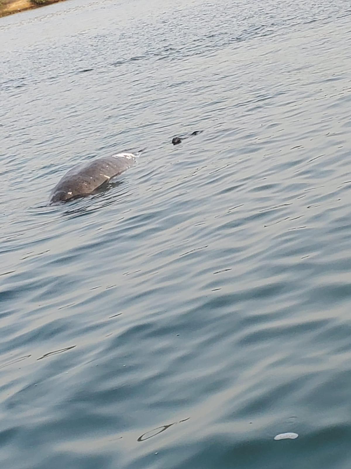 Encuentran un manatí muerto en la Parguera