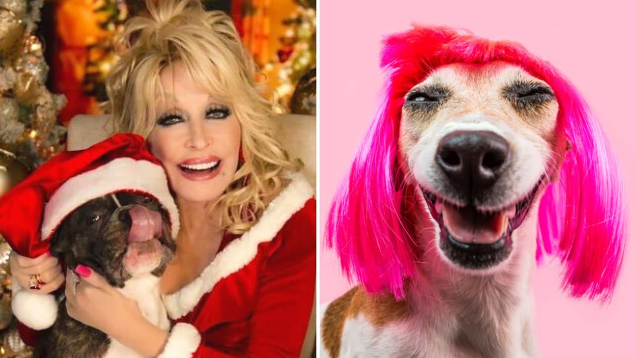 Las pelucas para perro de Dolly Parton causaron un debate en Internet: memes y reacciones