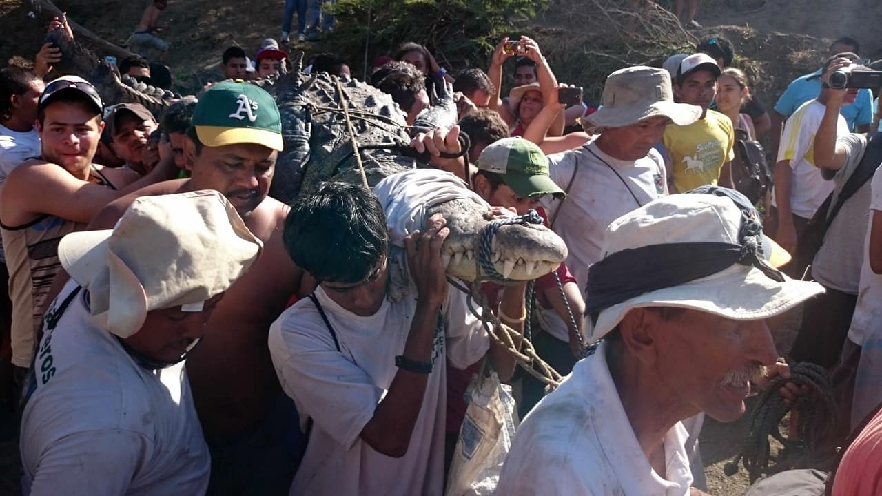 La lagarteada, una polémica tradición costarricense por la que murió ahogado un cocodrilo