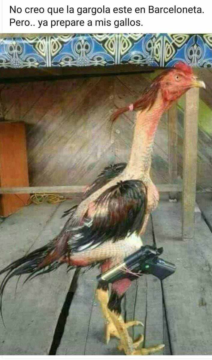 Estos gallos estan fuera de control.