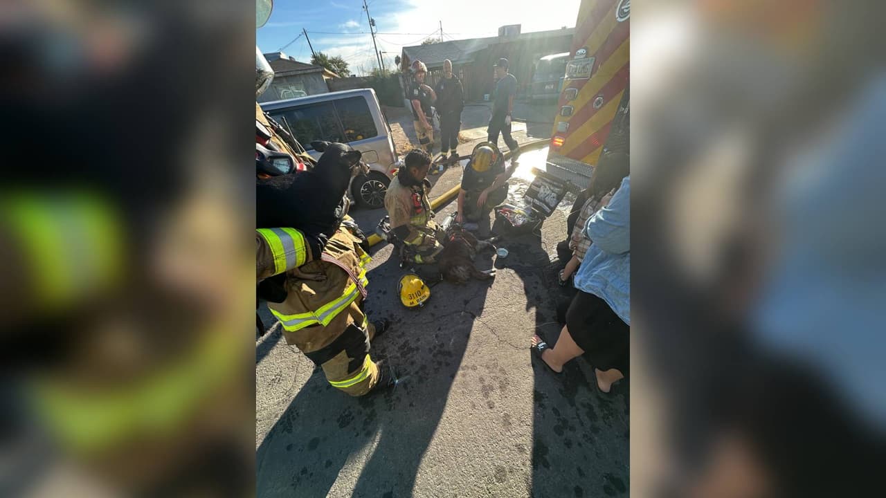 Fueron al menos tres gatos y tres perros los que lograron ser rescatados del incendio.