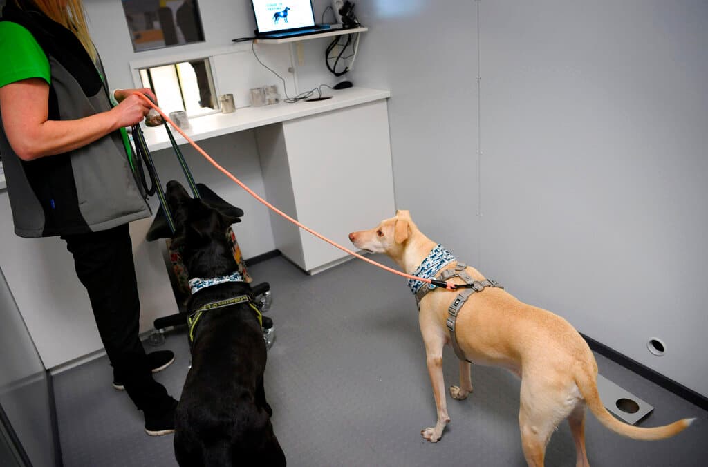 Los perros Miina, a la izquierda, y K’ssi, son utilizados entre otros canes para detectar coronavirus en el aeropuerto internacional de Helsinki, Finlandia, para detectar viajeros con coronavirus, en una medida que estará en ensayo durante cuatro meses como alternativa al método ordinario de pruebas que podría ser económico y rápido. (Antti Aimo-Koivisto/Lehtikuva vía AP)