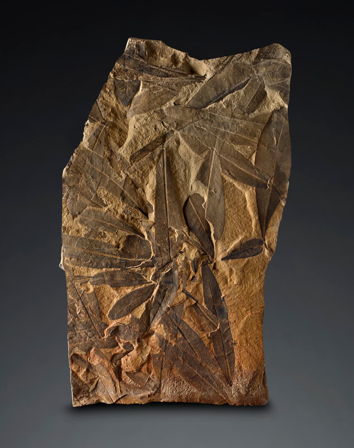 Este fósil que podrás ver en la exposición del Museo de Historia Natural de Los Ángeles es de un árbol de Glossopteris, que data de hace unos 254 millones de años y lograban una altura de hasta 90 pies de altura.