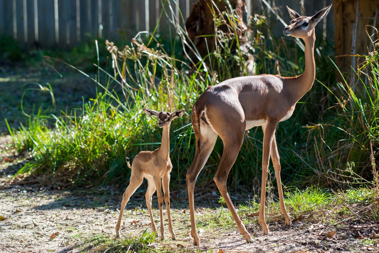 Nueva integrante en el zoológico de Houston
