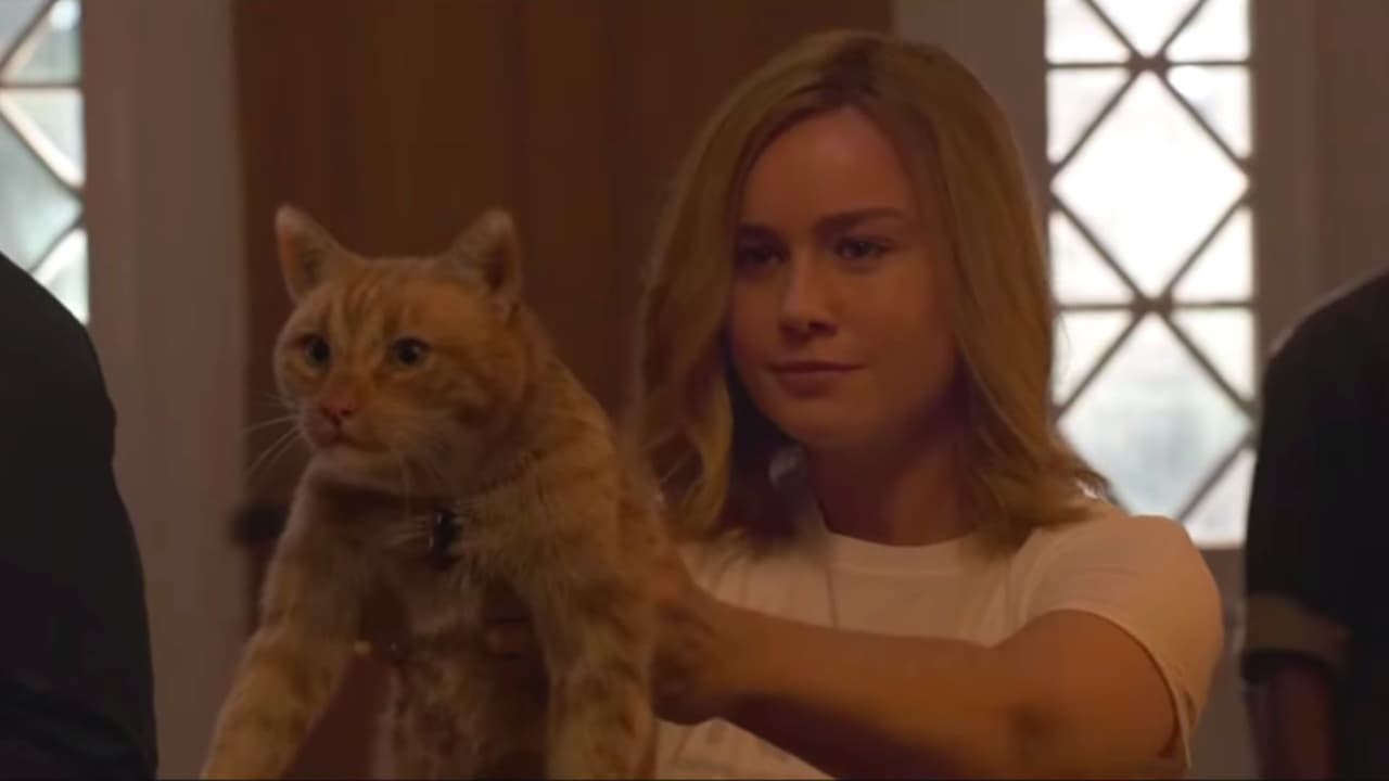 El gatito de ‘Captain Marvel’ (2019).