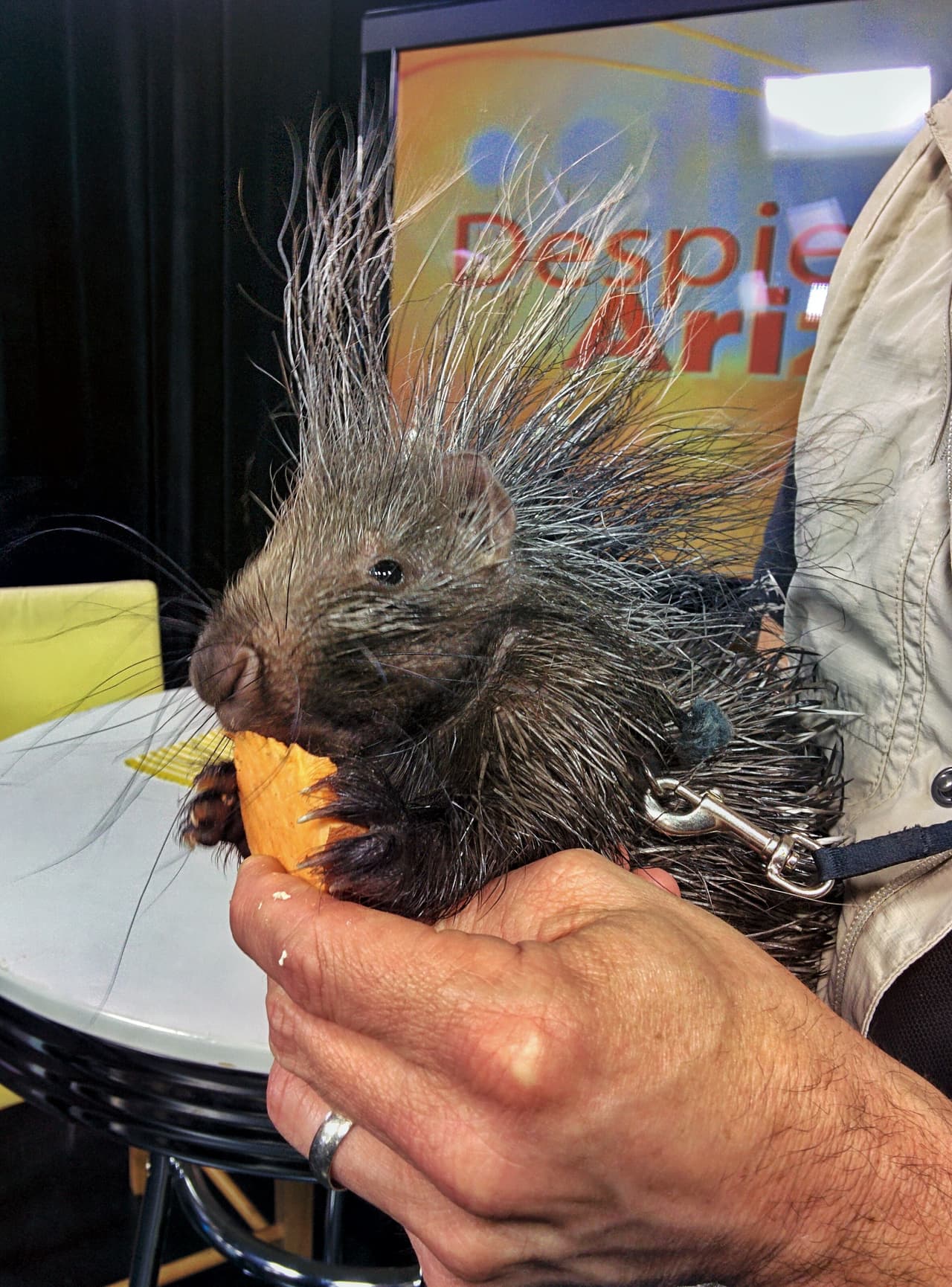 ¡El Zoológico de San Diego visita Univisión Arizona! Este pequeño puercoespín africano de 3 meses de nacido fue uno de las visitas especiales en nuestros estudios.