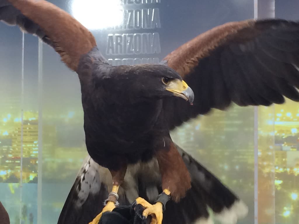 Este hermoso halcón estaba muy curioso en los estudios de Univisión Arizona.