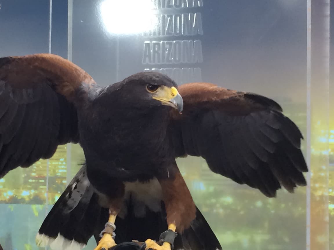 Para el zoológico, es una misión crucial proteger a estos animales, no solo exhibirlos.