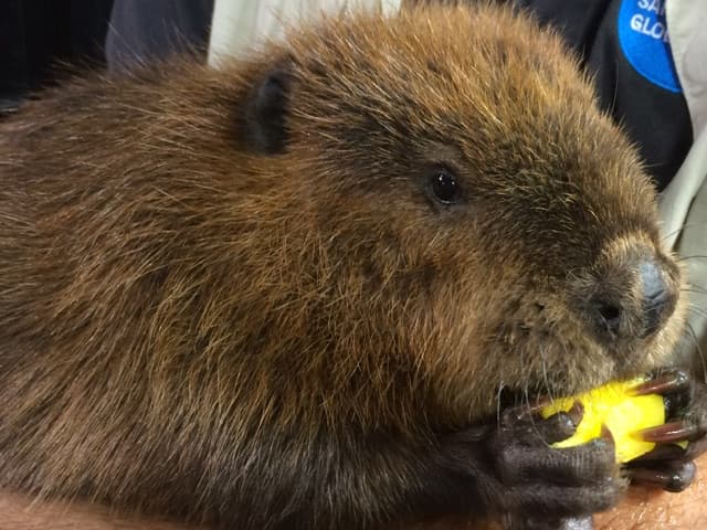 Para celebrar este importante aniversario, realizará actividades especiales durante todo el año.