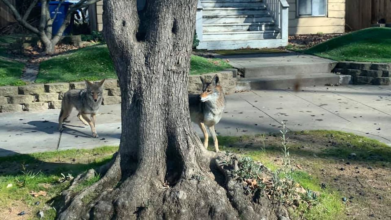 Seconds aprovechó para informar que los coyotes son integrales en los ecosistemas y que no presentan un peligro para las personas.
<a href="http://www.projectcoyote.org/take-action/promote-coexistence/" target="_blank">Mira aquí </a>c onsejos para proteger a tu mascota y saber qué hacer en caso de encontrarte con un coyote silvestre.