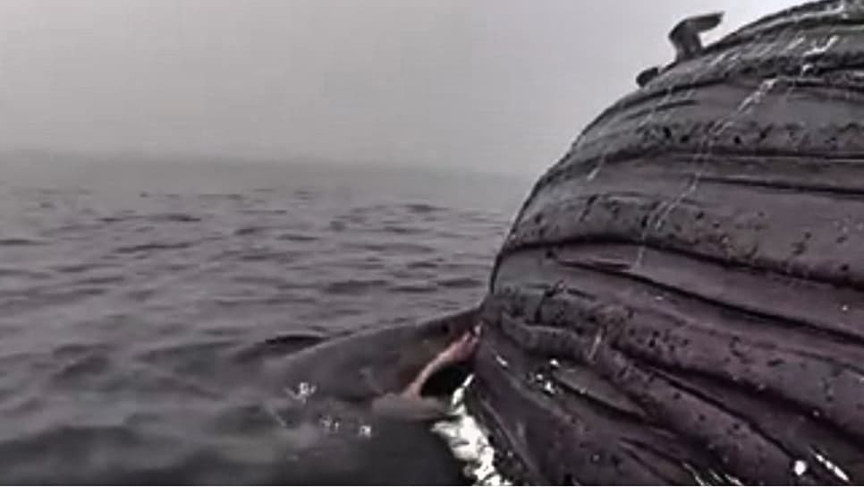 En video: Tiburón clava sus poderosas mandíbulas en una ballena muerta