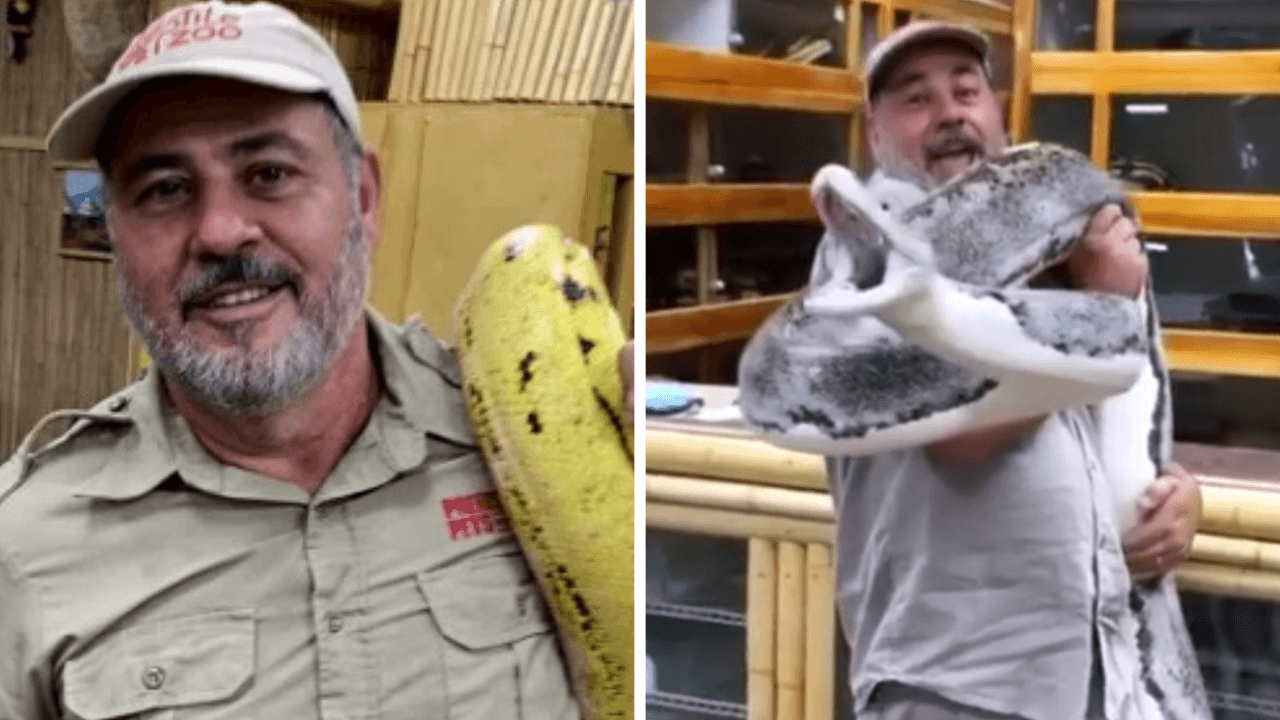 Hombre carga en sus hombros a inmensa anaconda y se hace viral: su tamaño es asombroso