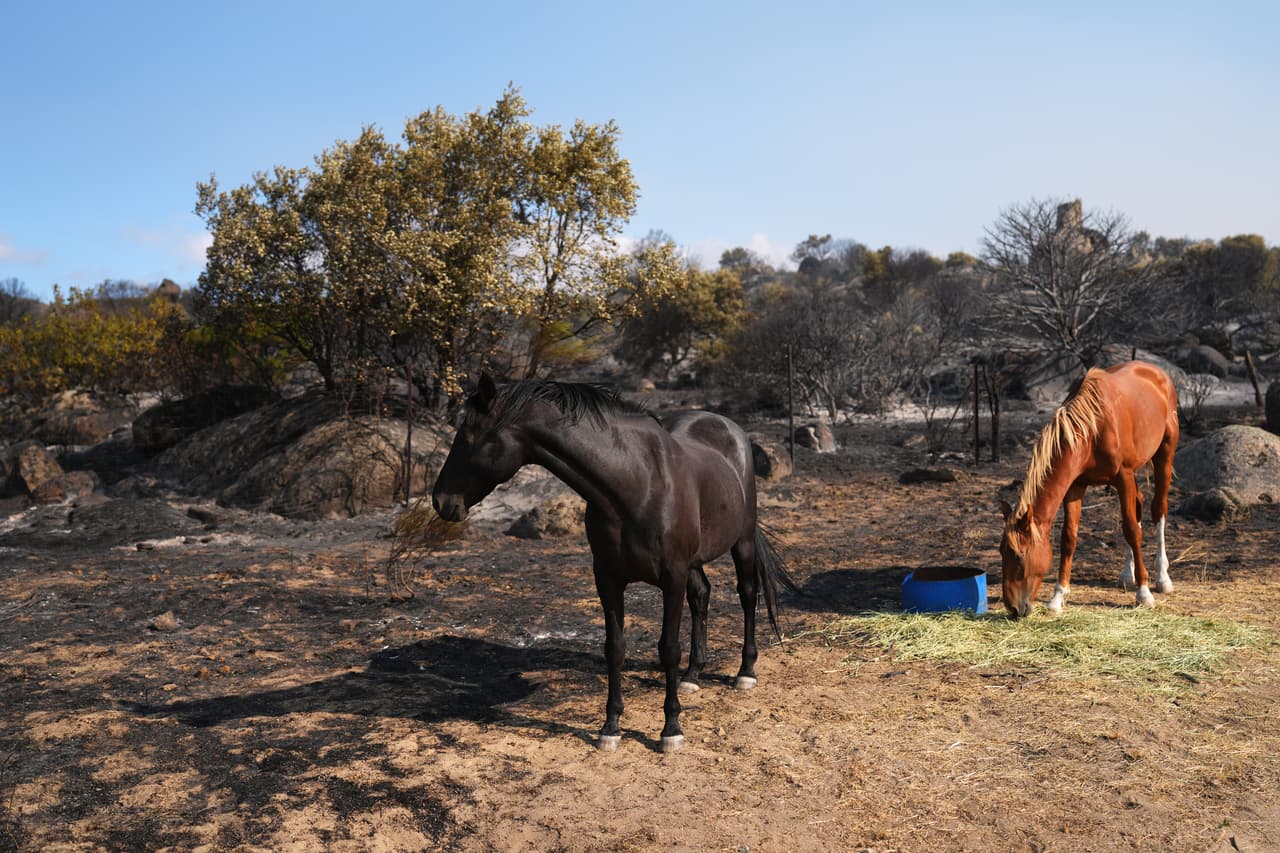 En Hoyo de Pinares, Madrid, la tierra quemada llega hasta donde los animales comen.