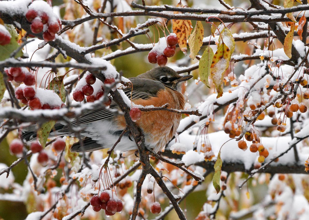 Un petirrojo estaba hinchado y tratando de mantenerse caliente en la nieve que cayó en el área de Chicago.