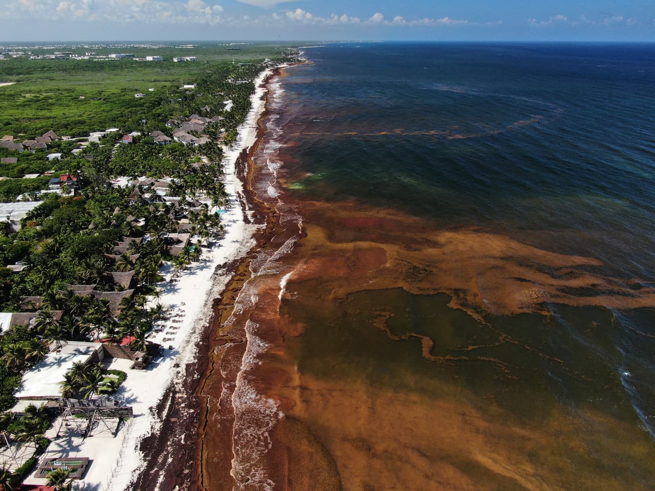 El sargazo se acumula en las aguas frente a la costa de Tulum, México, el jueves 30 de julio de 2026. (Foto AP/Fernando Llano)