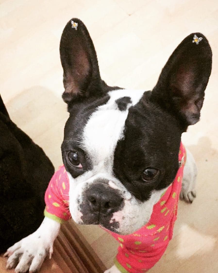 "Como amo a esta panzona", declar贸 la actriz mientras presum铆a la mejor selfie de su mascota.