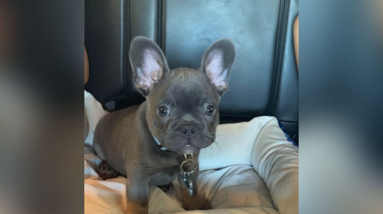 Este mucachón se llama Mylo y vive en Brentwood con la familia de Leticia Valles. "Para mí como un bebé, es muy dulce y cariñoso con todos, es parte de nuestra familia, no me imagino mi vida sin él", dijo Leticia.