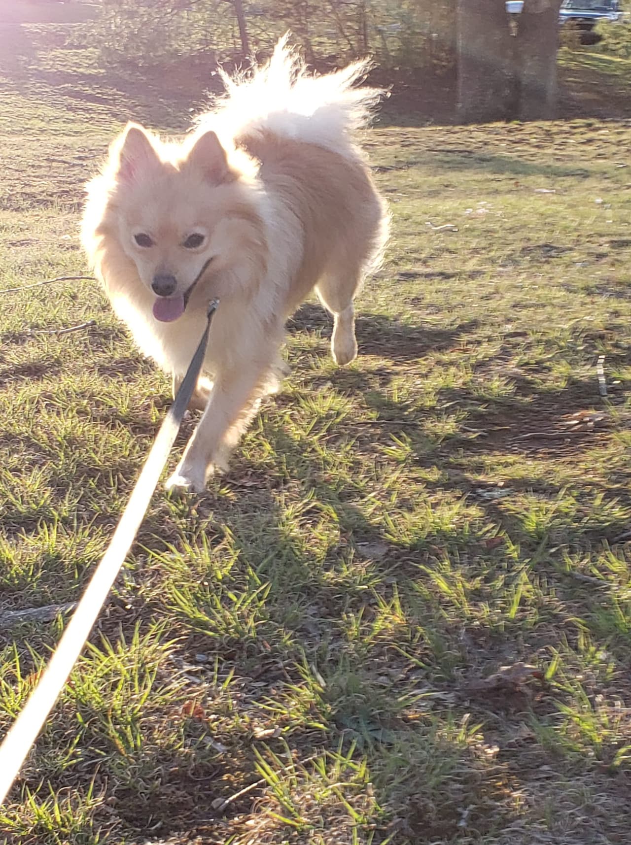 Día Nacional de las Mascotas