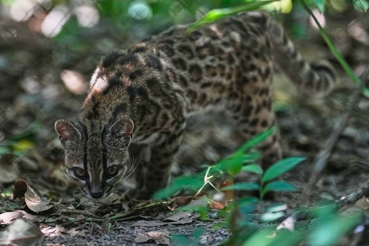 El Tilcayo, un gato silvestre recién descubierto en Bolivia que vive tímidamente en su refugio