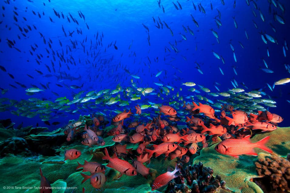The number and type of fish found on a reef are an indicator of coral health. Scientists identified 15 places where there were many more fish than previously thought, and most surprising is that many of these sites were not "pristine" – they’d had human contact. This is the Kimbe Bay, New Britain, Papua New Guinea.
