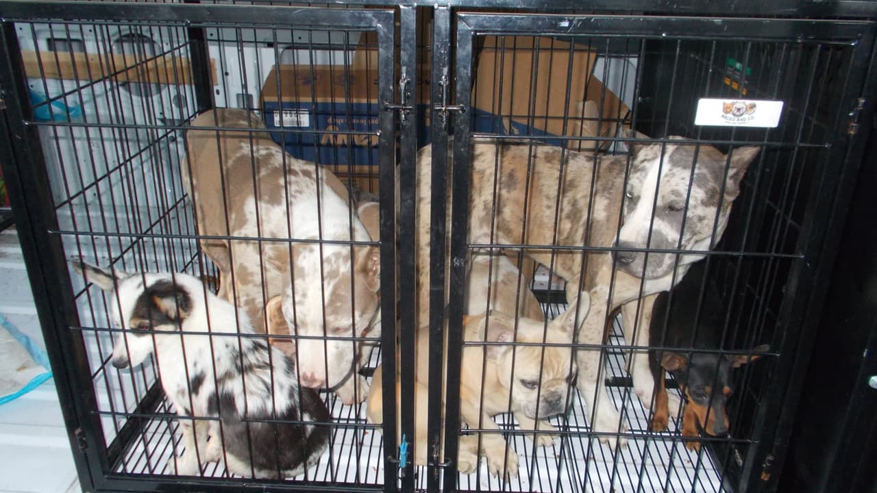 Los animales fueron canalizados al albergue de adopciones de Houston (BARC).