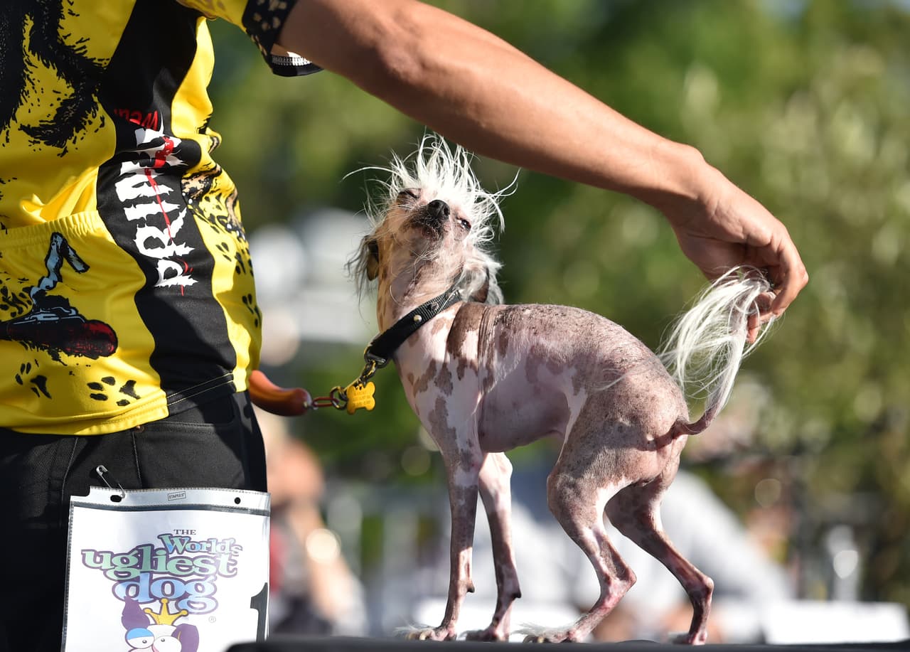 El Crestado Chino hizo su mejer esfuerzo para lucir mal.