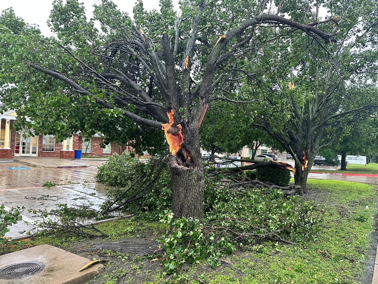 Un árbol quemado, quizá a causa de un rayo, quedó partido y en pedazos en plena vía pública.