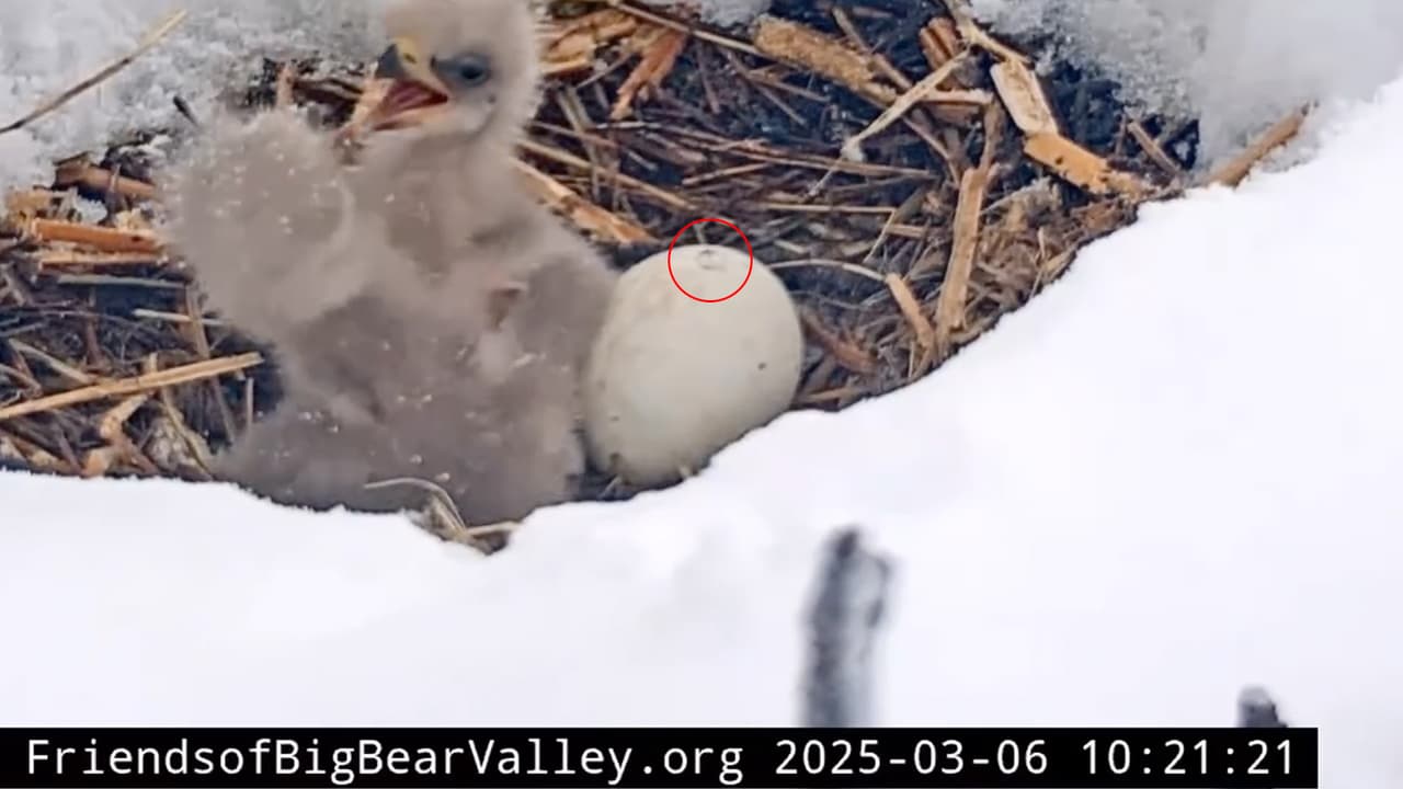 Este nacimiento es especialmente significativo, ya que
<b>en 2022 solo un aguilucho, llamado Spirit, logró sobrevivir.</b> En 2023, lamentablemente, ninguno de los huevos logró eclosionar.