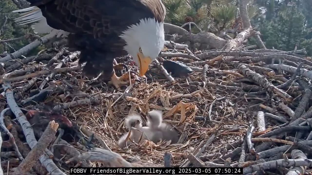 La famosa pareja de
<b>águilas calvas de Big Bear, Jackie y Shadow</b>, ha recibido a sus tres crías en un emotivo evento natural seguido en vivo por miles de personas a través de una transmisión en YouTube.