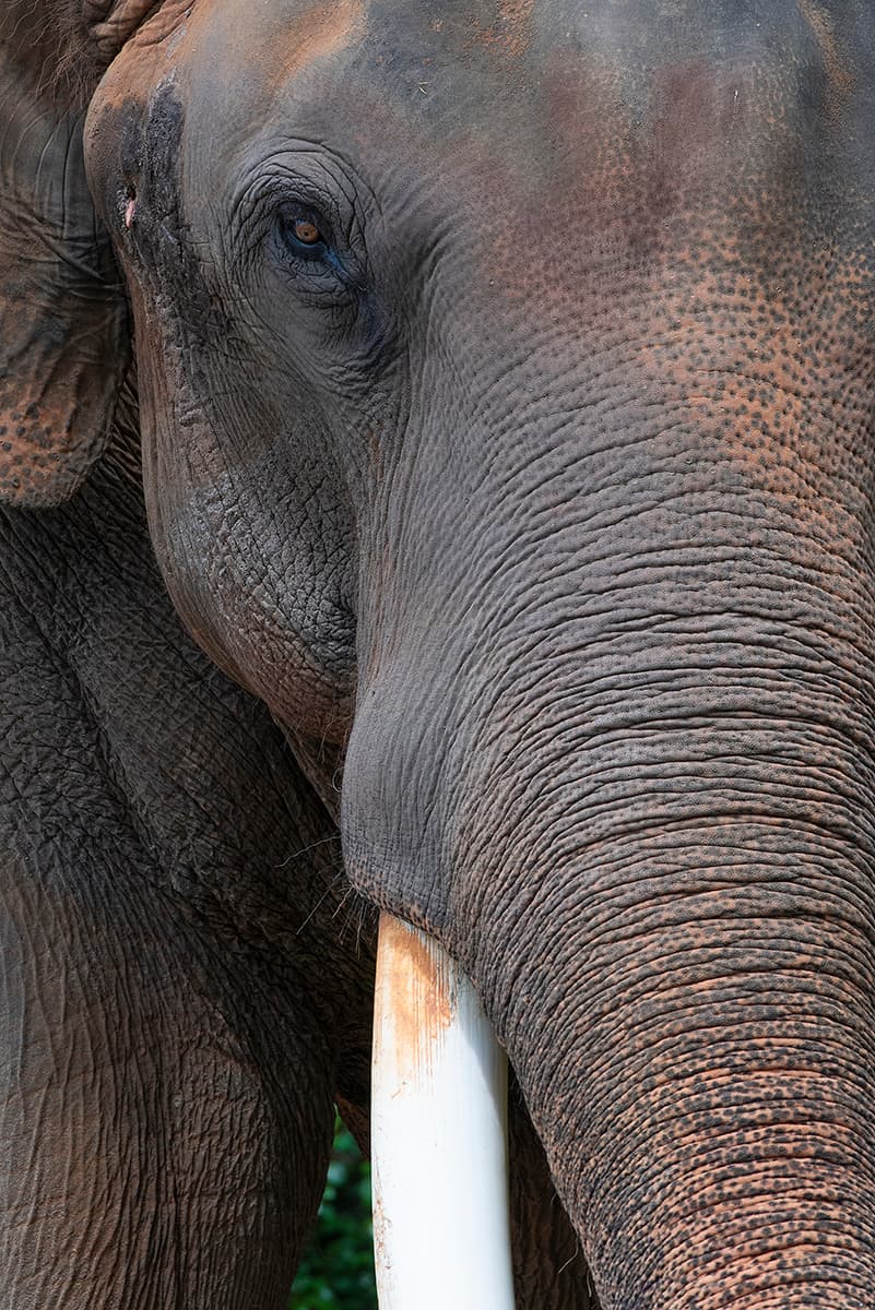 Con sus 56 años, Dalip era considerado no solo el patriarca de los elefantes que habitan el lugar, sino de todos los animales del Zoológico de Miami.