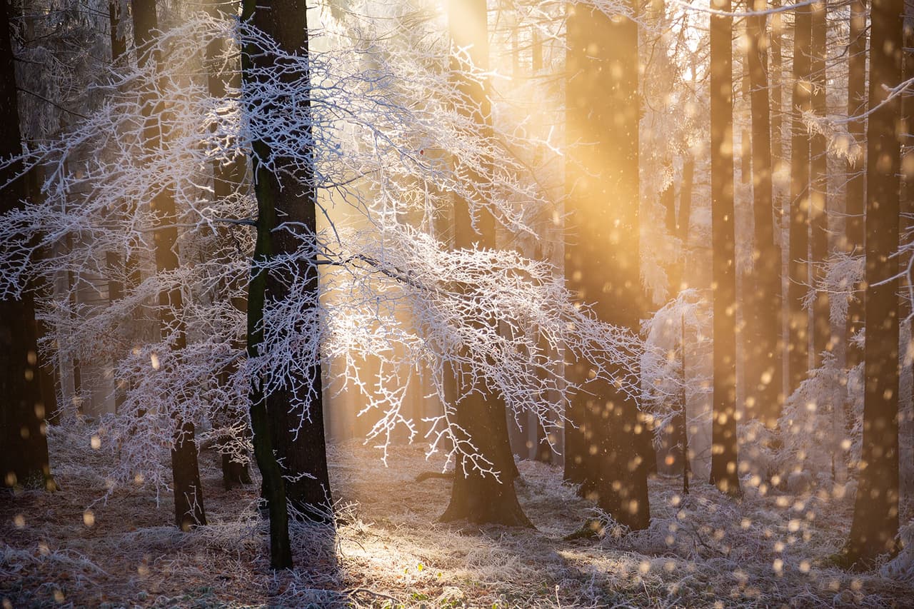 <b>‘Calor de escarchas’</b>
<br>
<br>“Este bosque está cerca de Linz, Austria, mi ciudad natal. En esta foto lo más fascinante para mí fue que el sol derritió la escarcha de las copas de los árboles y estas partículas de hielo cayeron como una cortina brillante”, explicó su autor. Resultó ganadora en la categoría ‘Plantas y hongos’ del concurso.
<br>