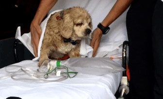 El cocker spaniel nadaba agotado en medio de un lago cuando el cubano Luis Pérez lo vio, agarró un bote de remos y lo sacó del agua. El perro fue asistido después por paramédicos. Según cuenta Pérez en
<a href="http://www.univision.com/miami/wltv/gracias-a-un-heroe-hispano-un-perro-ciego-recibio-una-segunda-oportunidad-de-vida-en-miami-gardens-video">este video</a> "mientras iba remando y remando no estaba seguro de que estuviera vivo".