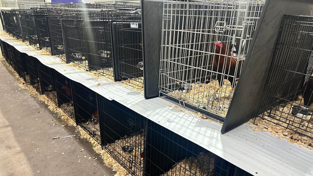 En el sitio había
<b>gallos en corrales individuales</b>, otros en cajas de transporte y unos en
<b>corrales al aire libre</b>. Sin embargo, lo que terminó por levantar sospechas fue
<b>el hallazgo de una pista cubierta que tenía un ring de lucha improvisado.</b>