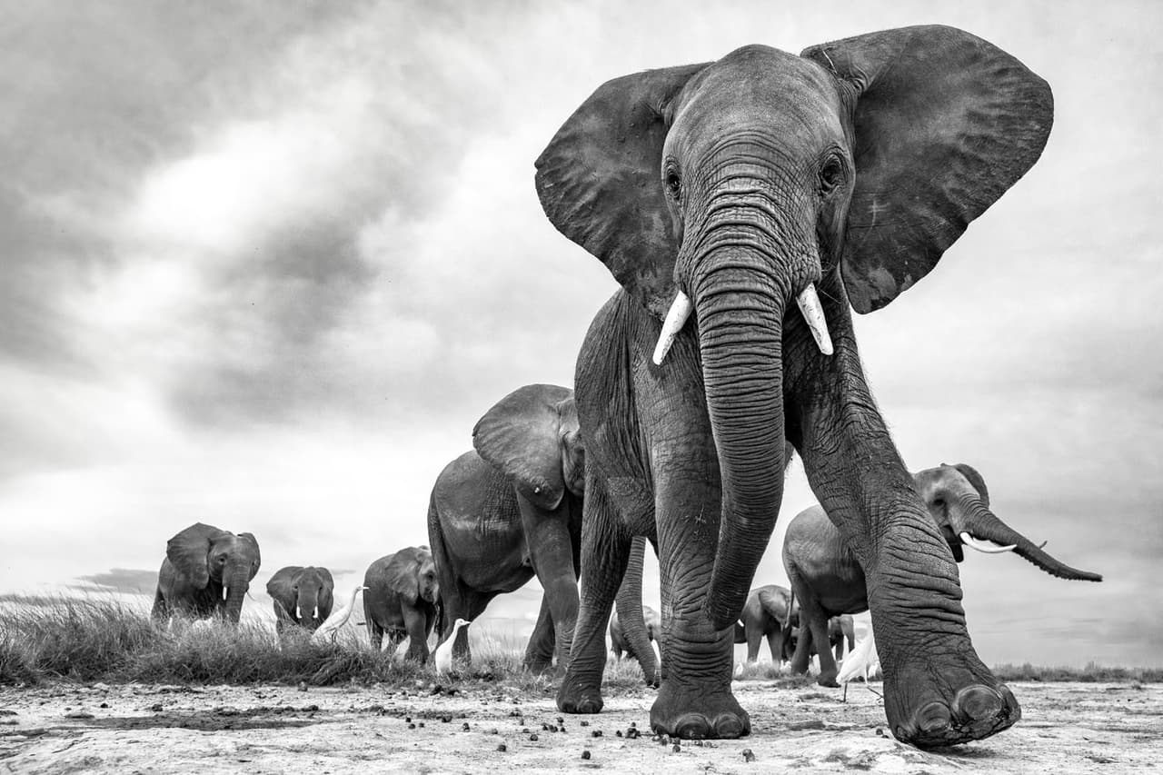 <b>‘Los ojos puestos en ti’</b>
<br>
<br>Elefantes en el Parque Nacional Amboseli, Kenia. El autor de esta fotografía ha dedicado mucho de su tiempo y energía a causas de conservación en ese país, explica
<i>Vital Impacts</i>.
<br>