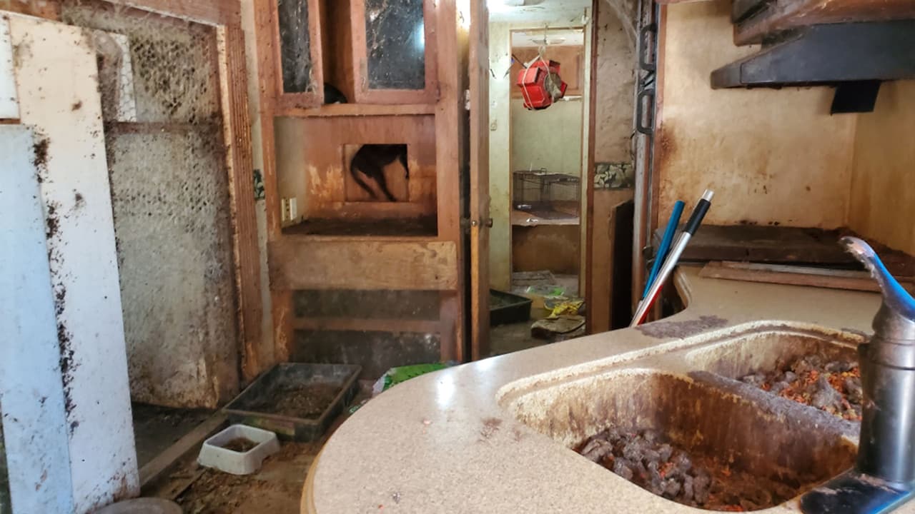 "Una escena horrible", así describió la Sociedad Protectora de Animales el lugar donde sobrevivían los perros y gatos.