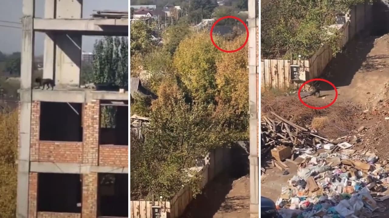 Perrito se lanza de un quinto piso y sale ileso.