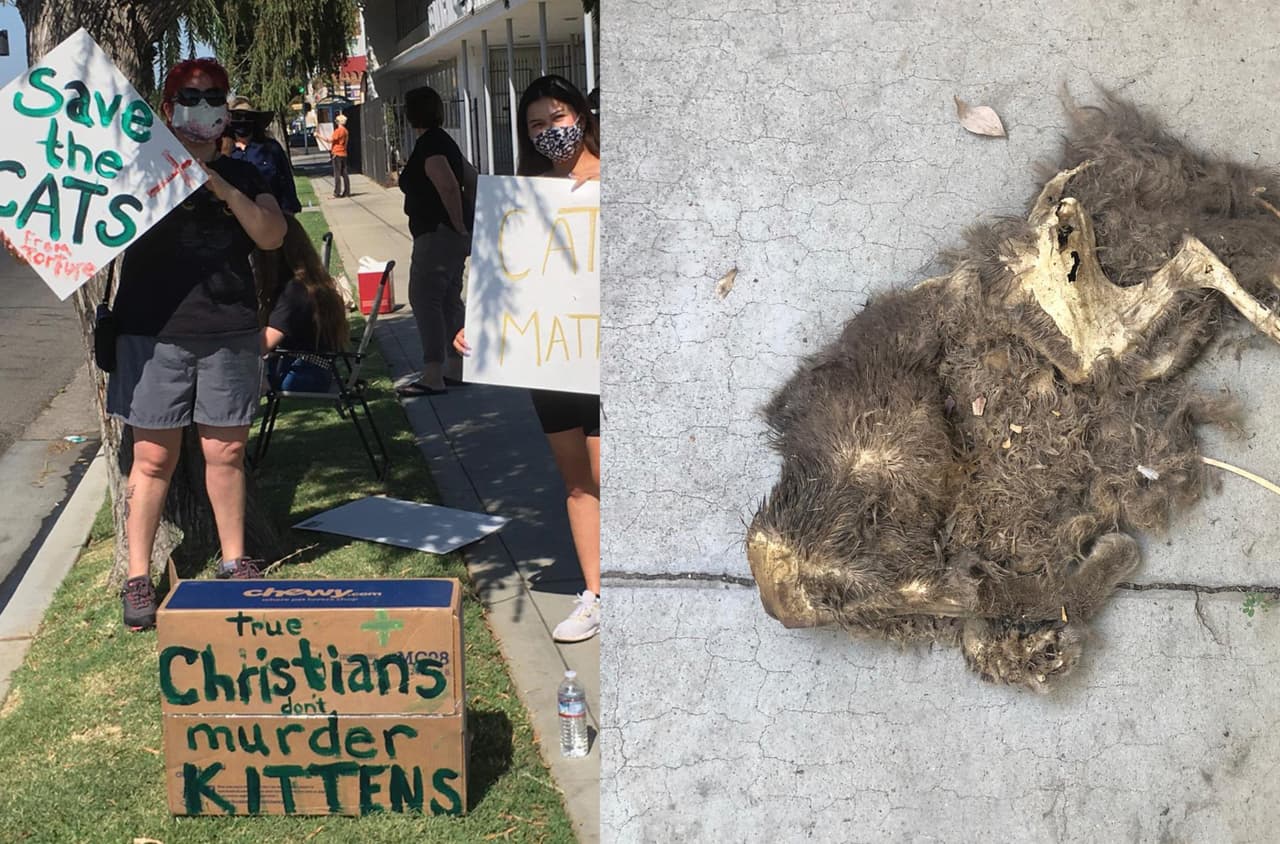 Crece controversia entre Iglesia y grupos animalistas de Fresno por supuestos gatos muertos