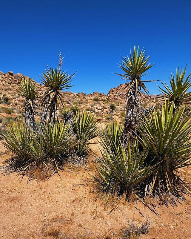 Esta no es la primera vez que Demi Lovato publica imágenes en las que aparece acompañada de él. El 28 de mayo colgó en su cuenta de Instagram un álbum de fotos en las que aparecen muy acaramelados.