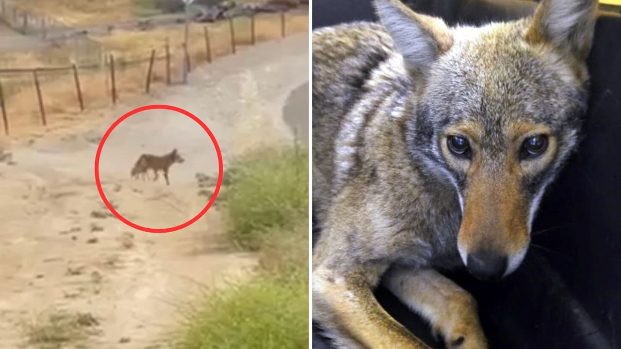 “Me seguía gruñendo”: Residentes al centro de California reportan avistamientos de coyotes