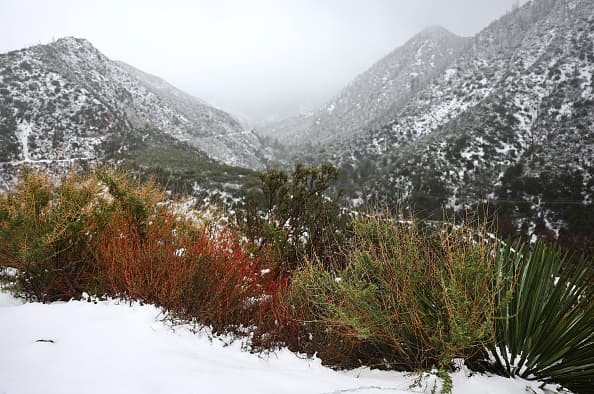 Un manto blanco cubre el hermoso paisaje sobre las montañas del bosque Nacional en San Gabriel, árboles y plantas decoradas con la blanca nieve.
<br>