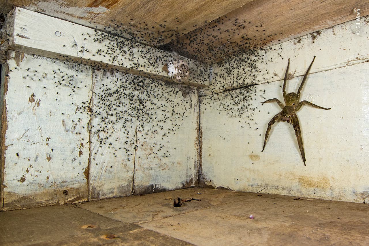 <b>‘La habitación de las arañas’</b>, ganadora en la categoría ‘vida salvaje urbana’.
<br>
<br>Una araña errante brasileña venenosa escondida bajo la cama del autor. “Después de notar pequeñas arañas en todo su dormitorio, Gil miró debajo de su cama. Allí, protegiendo a sus crías, estaba una de las arañas más venenosas del mundo”, explica el premio. “Las arañas errantes brasileñas deambulan por el bosque en busca de presas como ranas y cucarachas. Su veneno puede ser mortal para los mamíferos, pero también tiene usos medicinales”, agrega.
<br>