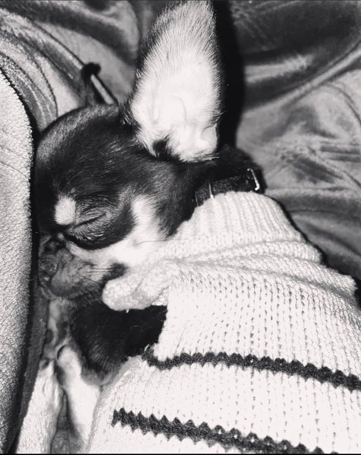 “Además traigo a Cuatro, que es mi perrito y fiel compañero, que está justo aquí conmigo viéndome y lo adoro, o sea, no puedo pedir más”, sentenció la cantante de 32 años.
<br>