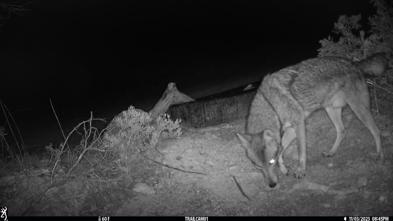 Las bajas temperaturas y la sequía permanente en el centro de Texas obligan a los animalitos a buscar fuentes de agua para sobrevivir y estos abrevaderos son una opción segura para muchas especies salvajes.