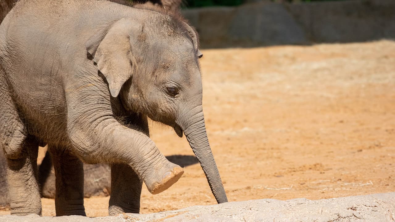 Evacúan el Zoológico de Houston tras el reporte de una fuga de gas
