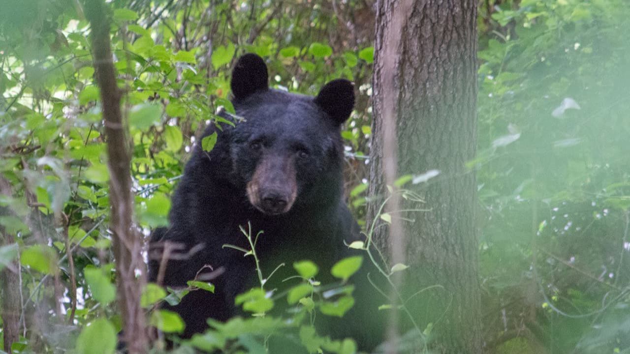 Se cree que el oso se sintió atraído por algunos alimentos encontrados en los recipientes de basura de la zona.
