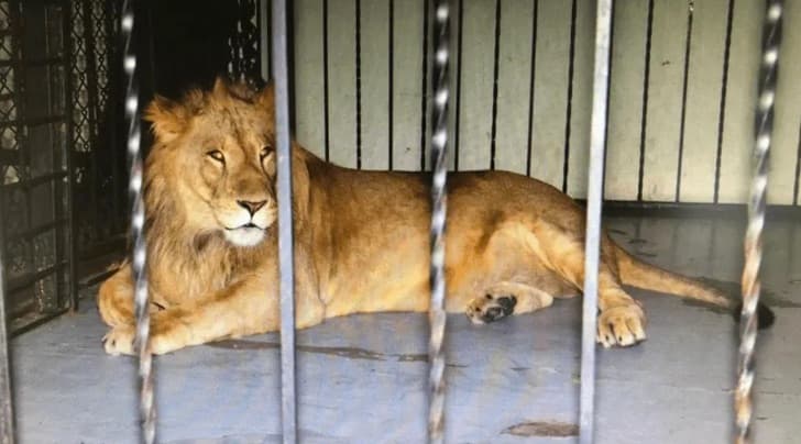 Dos leones, una serpiente y un águila: los animales exóticos que fueron encontrados en un table dance del norte de México