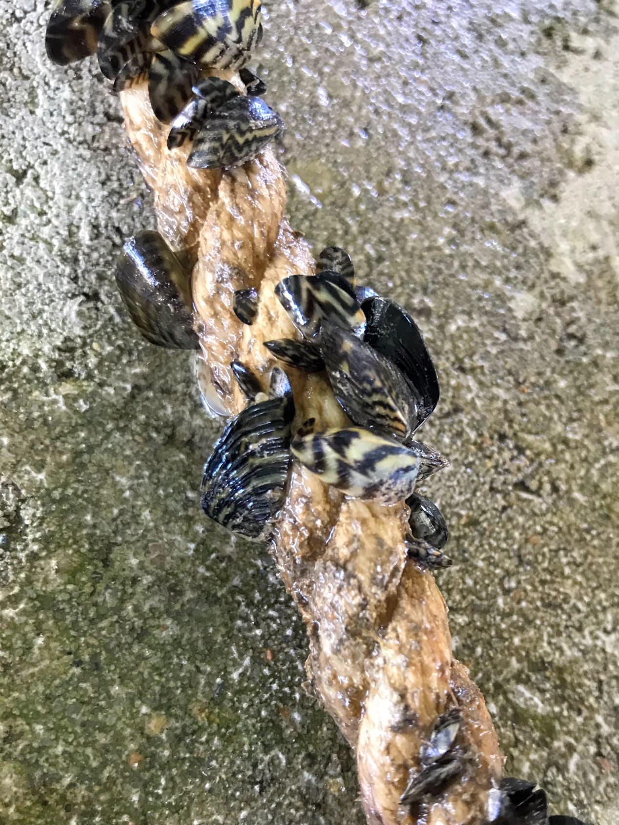 Al momento, 27 lagos de Texas se pueden clasificar como totalmente infestados con mejillones cebra, lo que significa que el cuerpo de agua tiene una población establecida que se reproduce. Estos son: Austin, Belton, Bridgeport, Brownwood, Buchanan, Canyon, Dean Gilbert (un lago de pesca comunitario de 45 acres en Sherman ), Eagle Mountain, Georgetown, Granger, Grapevine, Tintas, Lady Bird, Lewisville, Livingston, Lyndon B. Johnson, Marble Fall.