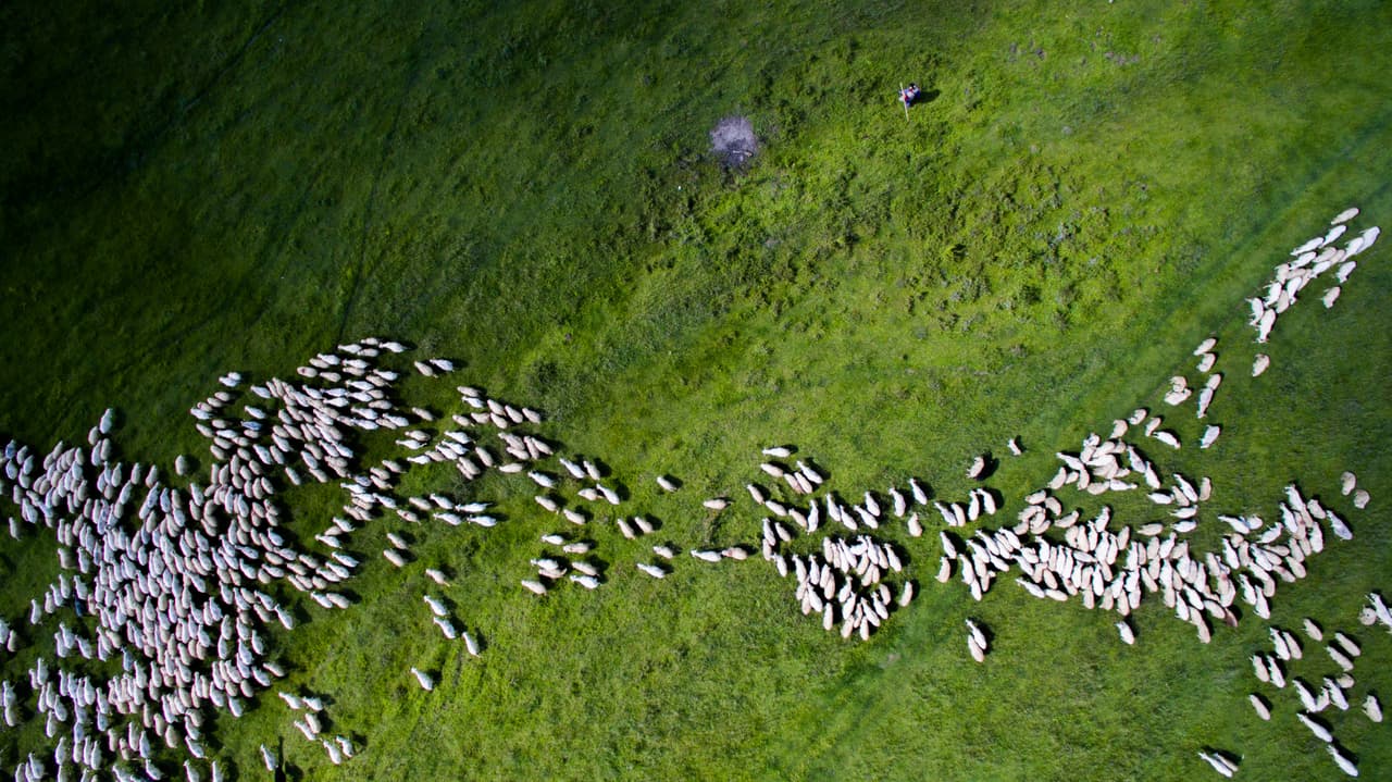 Un rebaño de ovejas recorre el campo en Marpod, Rumania.