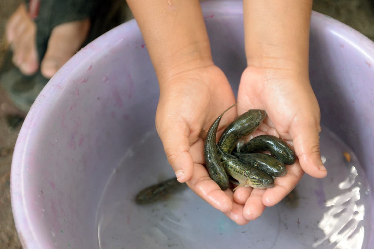 Pez zambo: el que combate al mosquito transmisor del zika