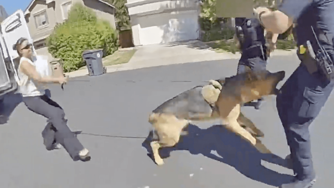 "Zeus es como mi hijo": mujer busca detener que su perro pastor alemán sea sacrificado